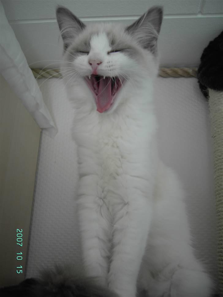 Ragdoll  Bertram (Niro)      billede 8