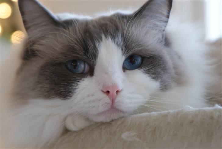 Ragdoll  Bertram (Niro)      billede 9