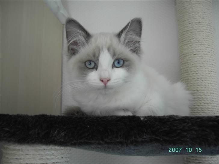 Ragdoll  Bertram (Niro)      billede 10