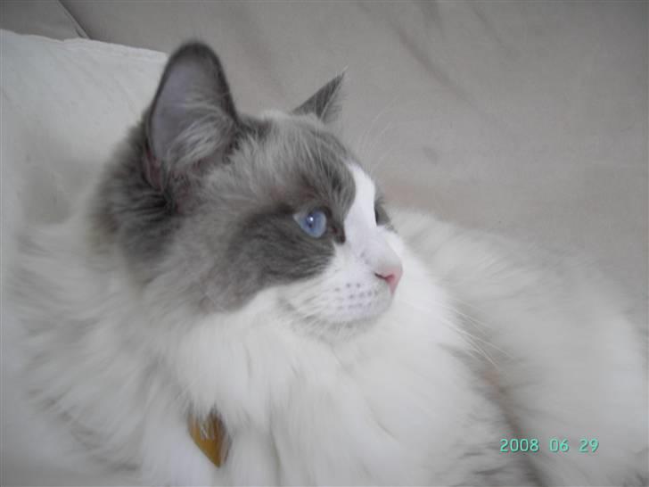 Ragdoll  Bertram (Niro)      billede 11