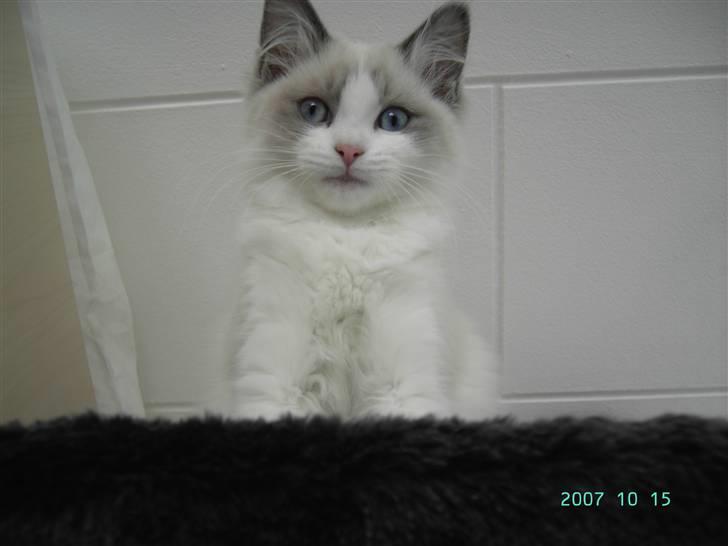 Ragdoll  Bertram (Niro)      billede 12