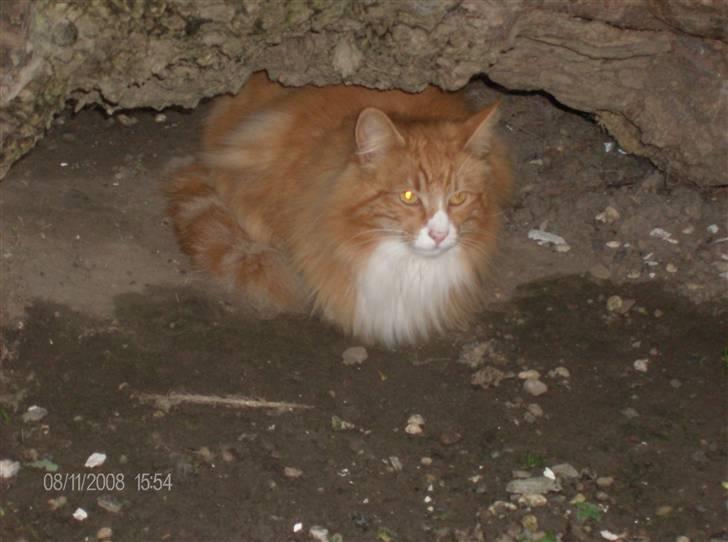 Norsk Skovkat Felix billede 15