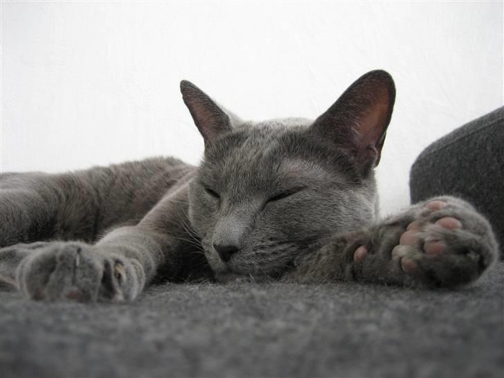 Russian Blue DK Puma Potemus af Nelja billede 1