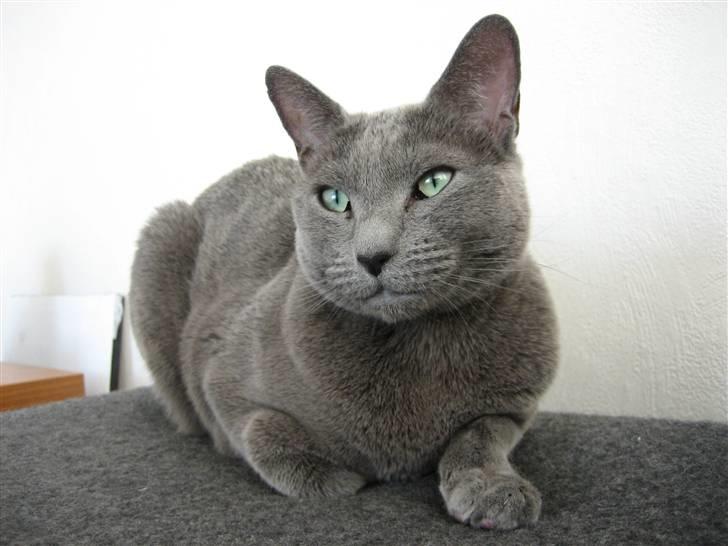 Russian Blue DK Puma Potemus af Nelja billede 2