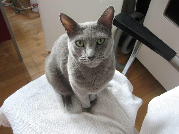 Russian Blue DK Puma Potemus af Nelja billede 3