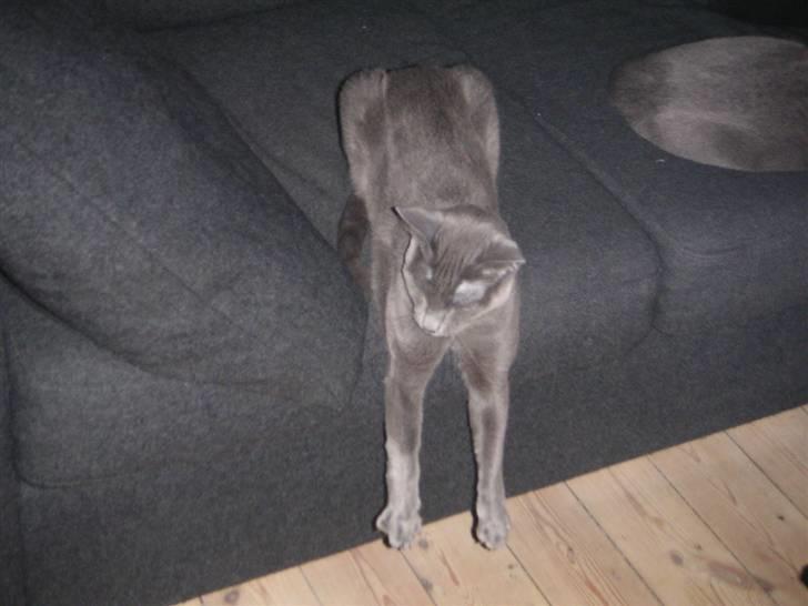 Russian Blue DK Puma Potemus af Nelja billede 7