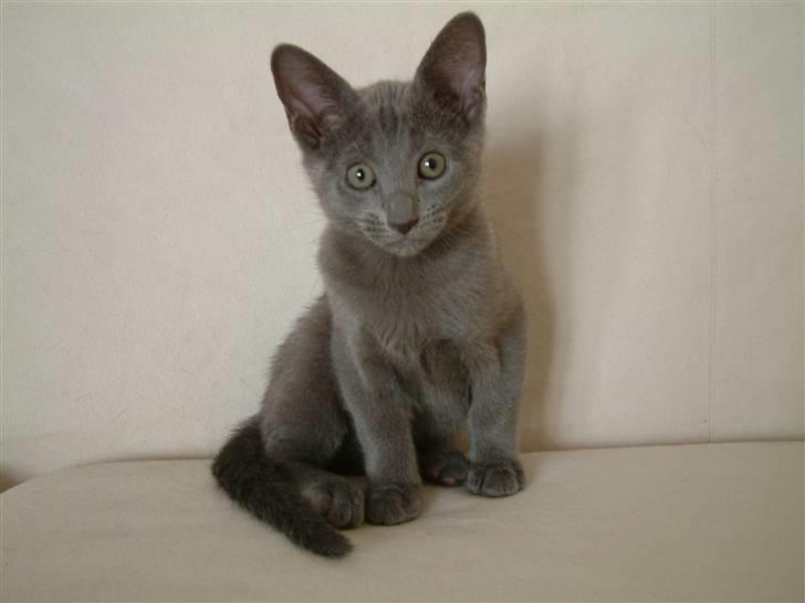 Russian Blue DK Puma Potemus af Nelja billede 8