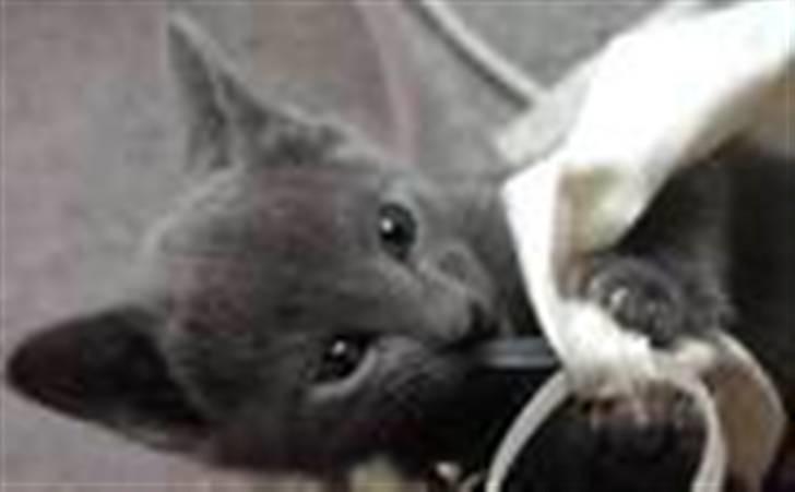 Russian Blue DK Puma Potemus af Nelja billede 9