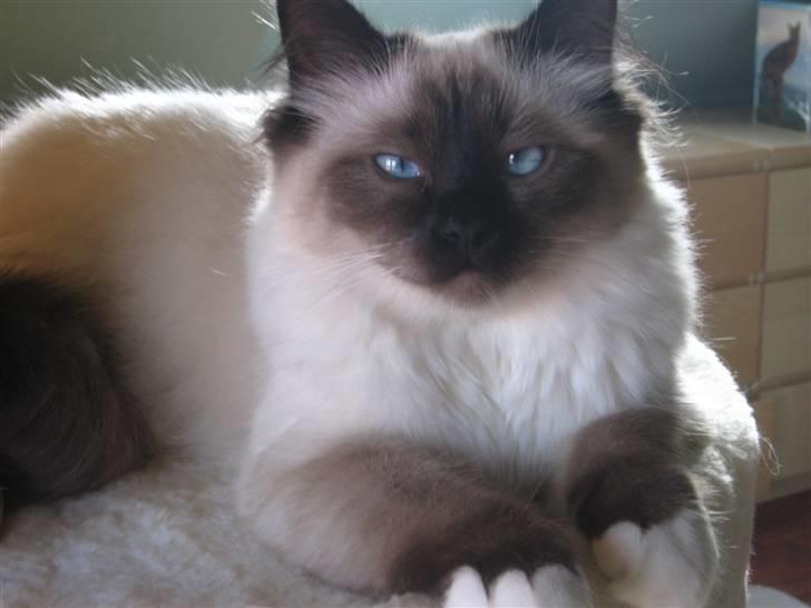 Hellig Birma Nala - En meget træt lille pige billede 1