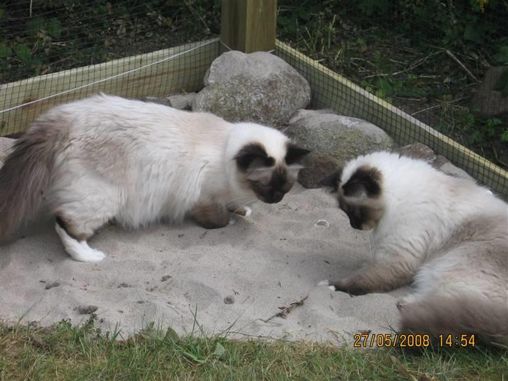 Hellig Birma Nala billede 2