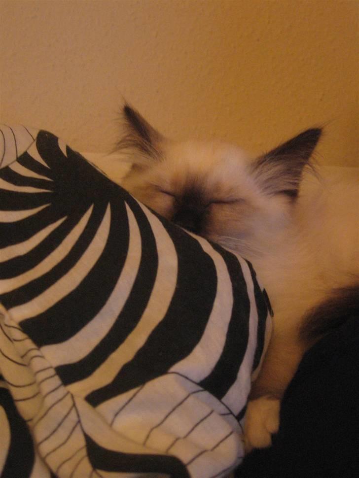 Hellig Birma Nala billede 3