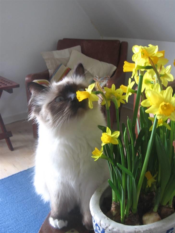 Hellig Birma Nala billede 4