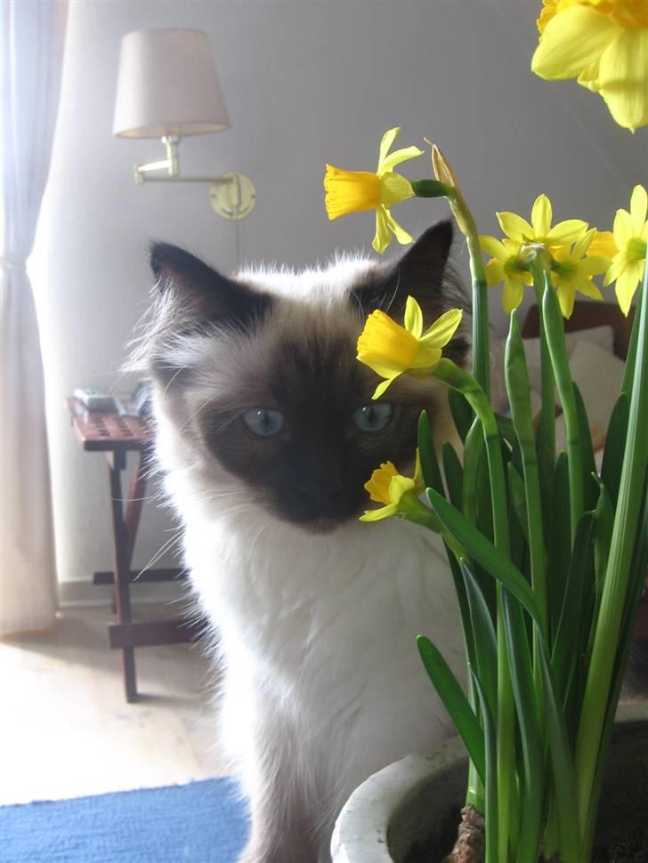 Hellig Birma Nala billede 5