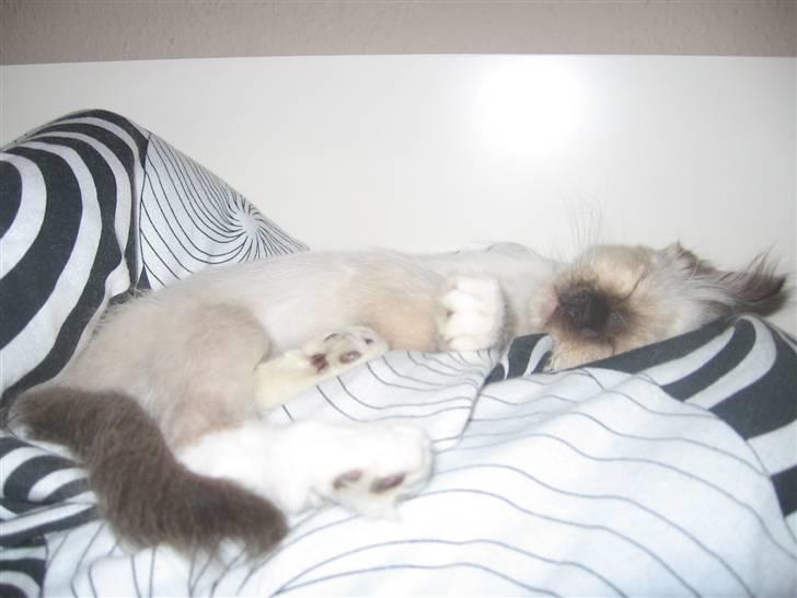 Hellig Birma Nala billede 6