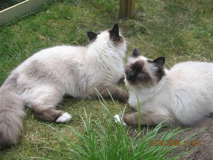 Hellig Birma Nala billede 7