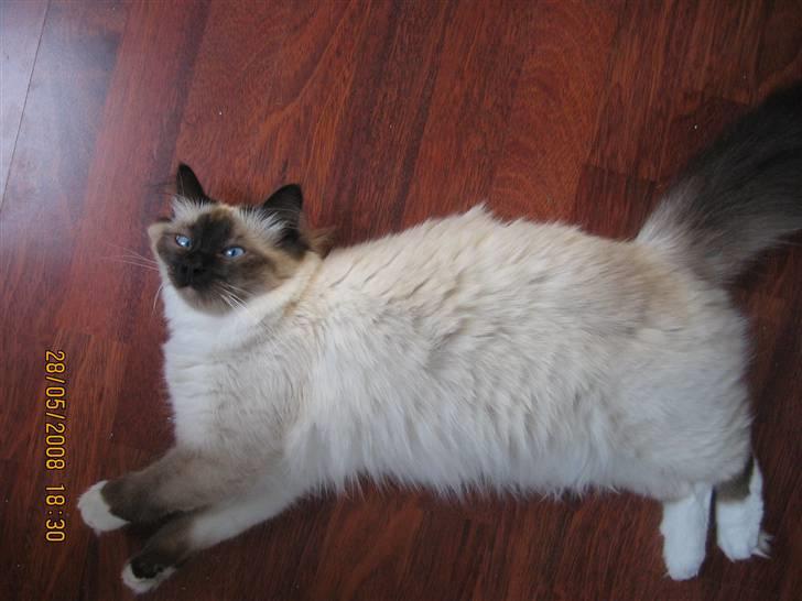 Hellig Birma Nala billede 8