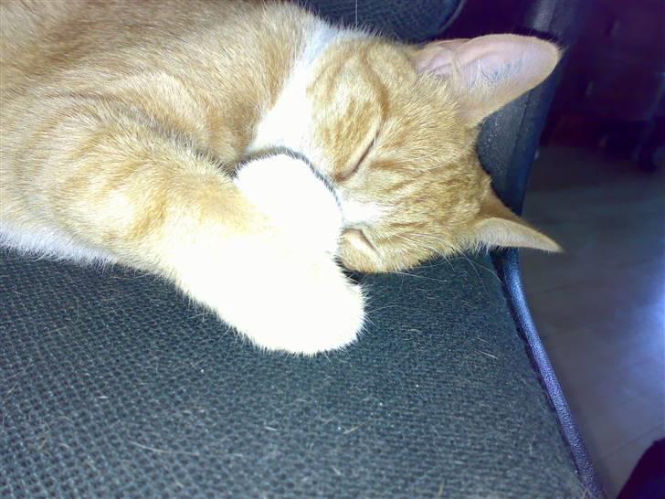 Huskat tøsen billede 8