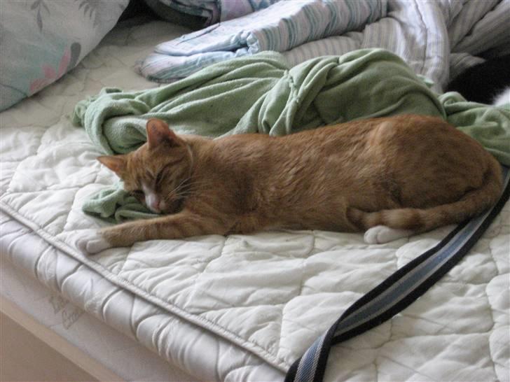 Huskat tøsen - det er bare ikke noget bedre end ny varket tøj billede 9