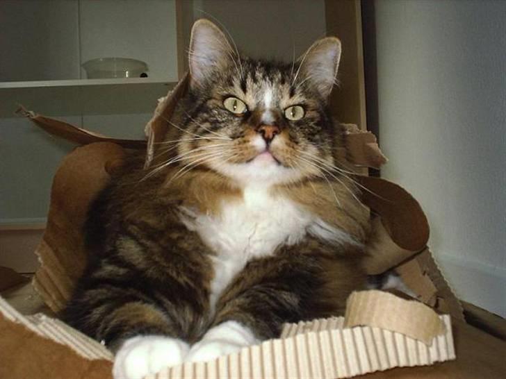 Norsk Skovkat Gizmo billede 1