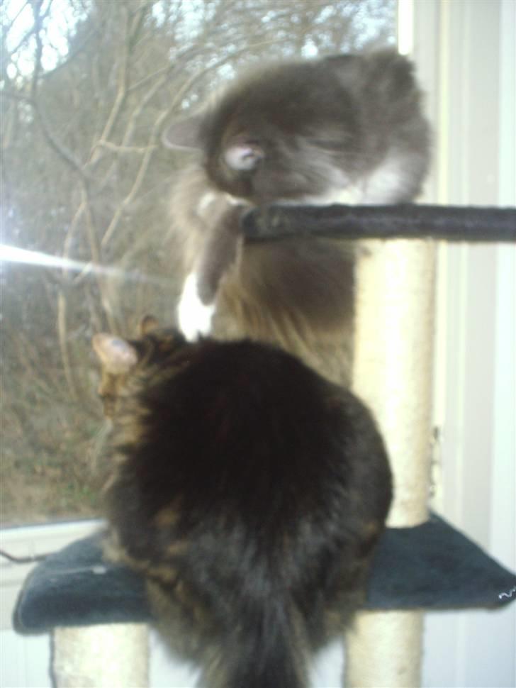 Norsk Skovkat Gizmo - "i like big butts" *GG* billede 2