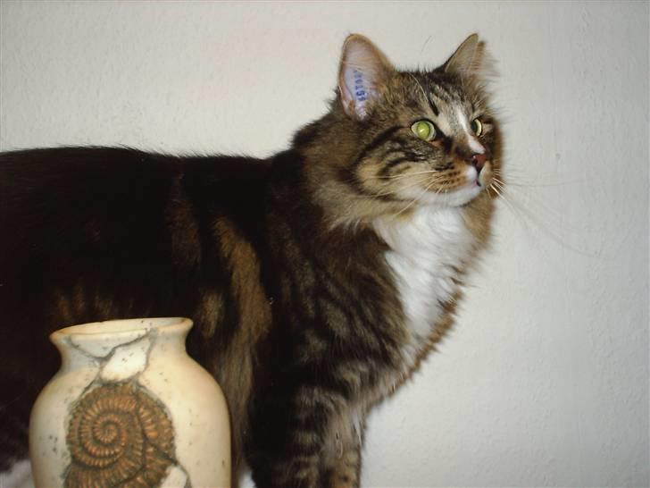 Norsk Skovkat Gizmo billede 3