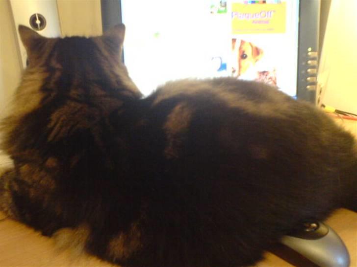 Norsk Skovkat Gizmo - -Jeg ligger da ikke i vejen, gør jeg? *gg* billede 4