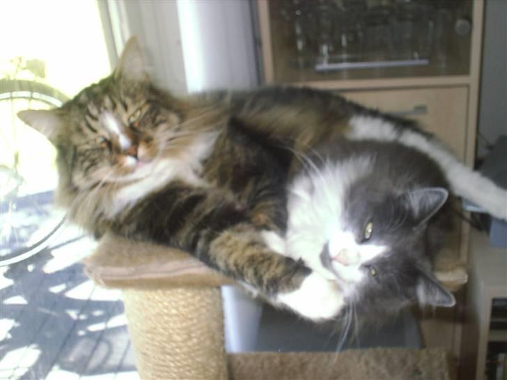 Norsk Skovkat Gizmo - puuha utroligt "hængekøjen" kan holde til det, men de kan begge være der endnu billede 5