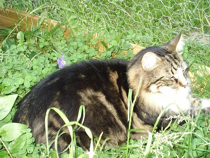 Norsk Skovkat Gizmo - Nyder livet kattegården billede 6