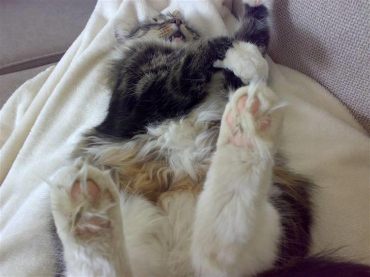 Norsk Skovkat Gizmo - Her tager han lige en slapper med alle fire poter i vejret *S* (taget med mobil, deraf kvaliteten) billede 7