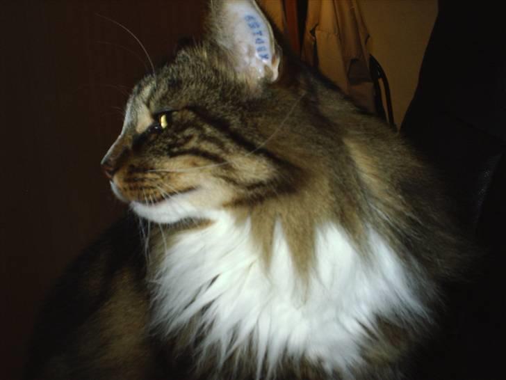 Norsk Skovkat Gizmo billede 8