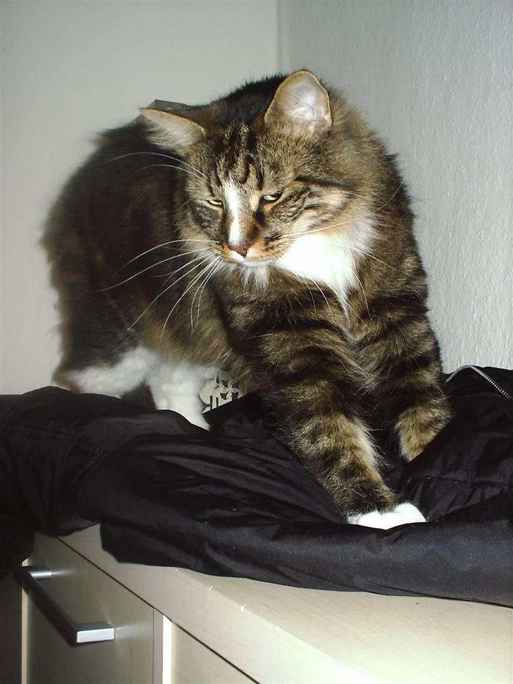 Norsk Skovkat Gizmo - fart over feltet billede 9