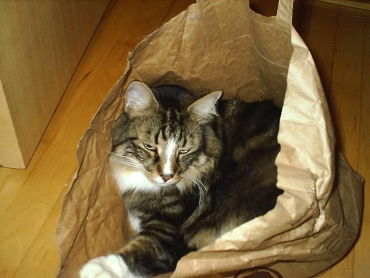 Norsk Skovkat Gizmo billede 10