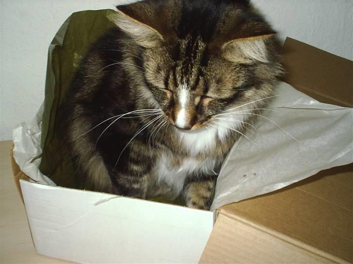 Norsk Skovkat Gizmo - ork jow der er god plads til mig i denne lille kasse billede 11