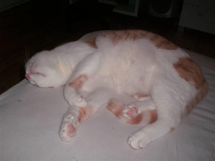 Huskat Speedy billede 10