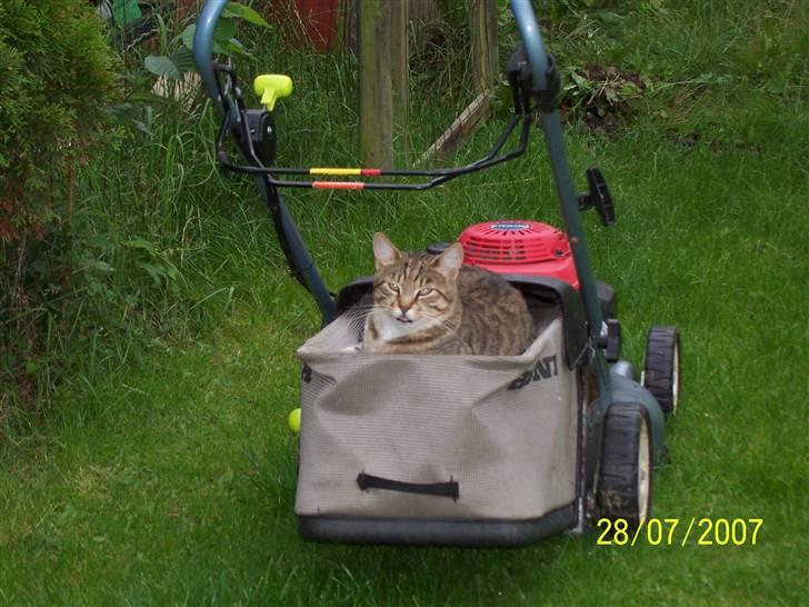 Blanding af racer Grålle  billede 17