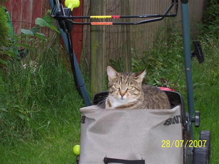 Blanding af racer Grålle  billede 18