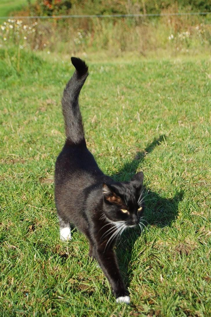 Huskat *Dronning Pepsi* (forsvundet) - ** NYT: Tidlig efterårs morgen..  billede 19