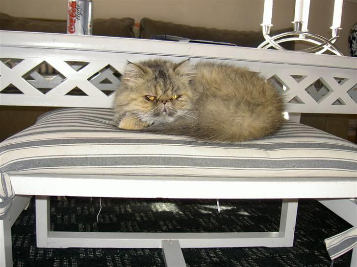 Perser Sofie - 11) Sofie sover. billede 11