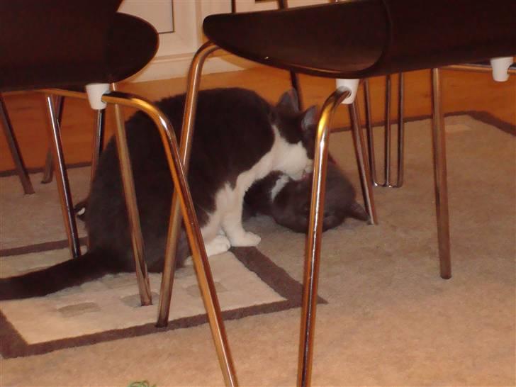 Huskat Snuske billede 1