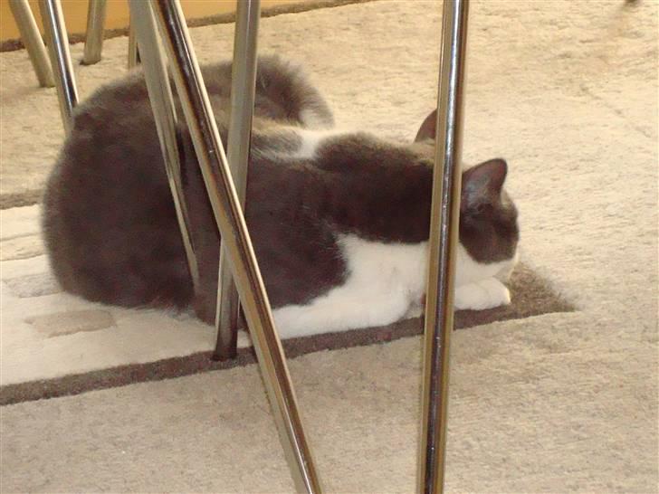 Huskat Snuske billede 2