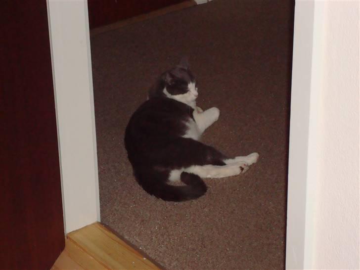 Huskat Snuske billede 3