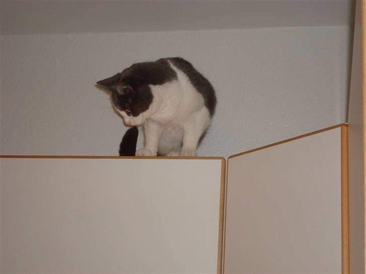 Huskat Snuske billede 4