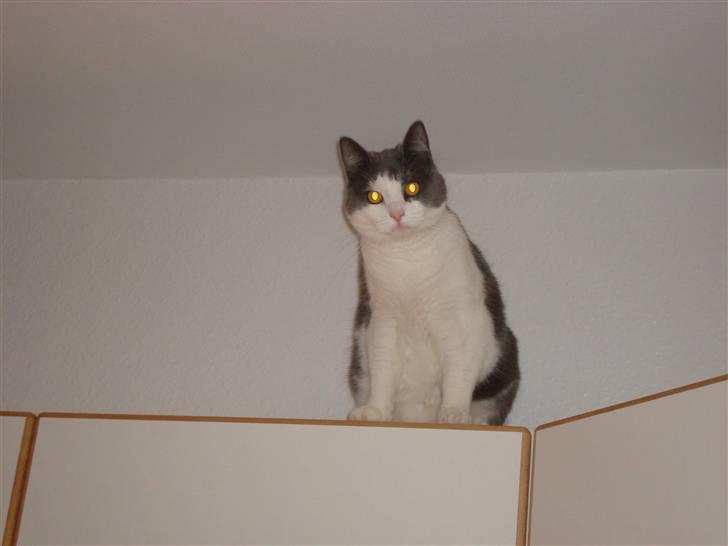 Huskat Snuske billede 5