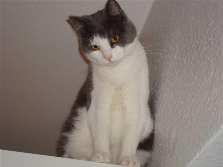 Huskat Snuske billede 6