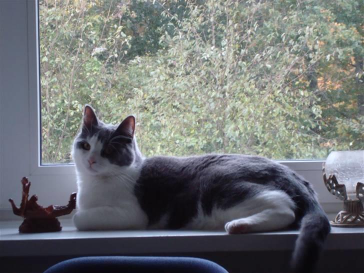 Huskat Snuske billede 8