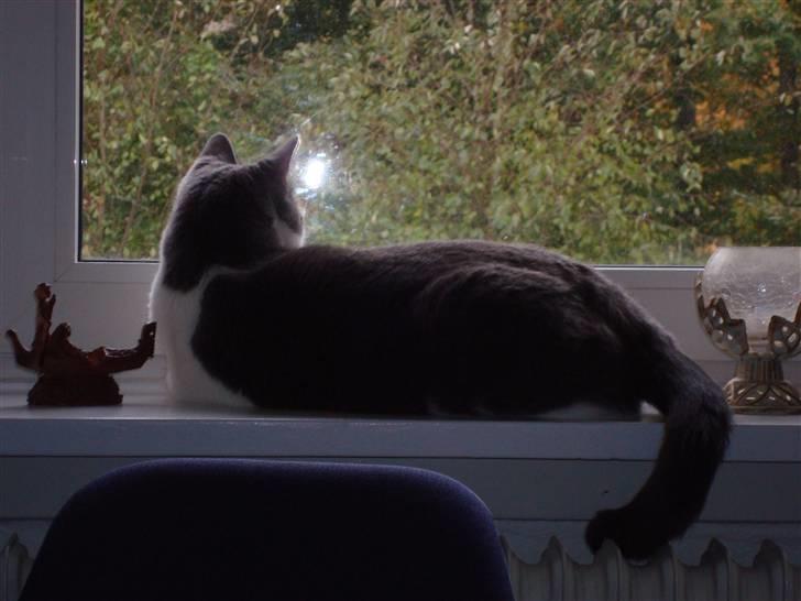 Huskat Snuske - ligger lige og kigger på fugle billede 9