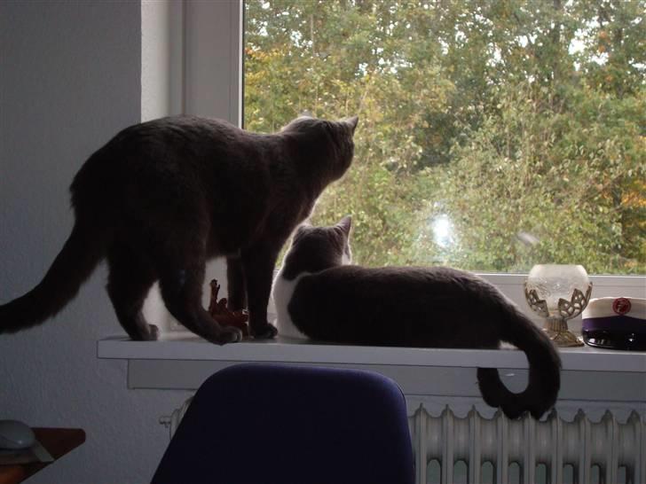 Huskat Snuske billede 10