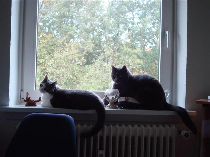 Huskat Snuske billede 12