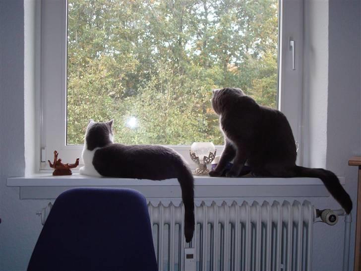 Huskat Snuske billede 13