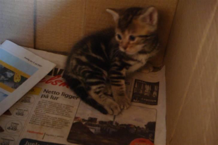 Blanding af racer Lion Bryen *Tias kat* - Lion som helt lille, så sød ! <3 billede 7